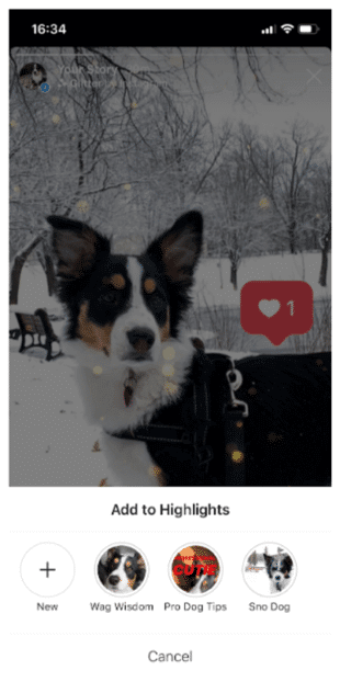 افزودن عکس سگ به هایلایت اینستاگرام