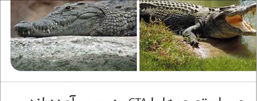 Google Learn Something New Web Story Feature