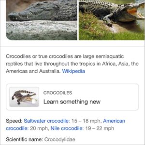 Google Learn Something New Web Story Feature